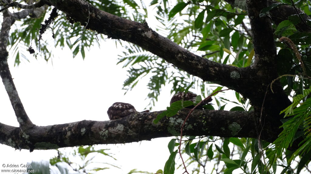 Lesser Nighthawk