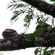 Lesser Nighthawk