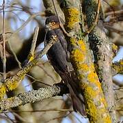 Eurasian Sparrowhawk