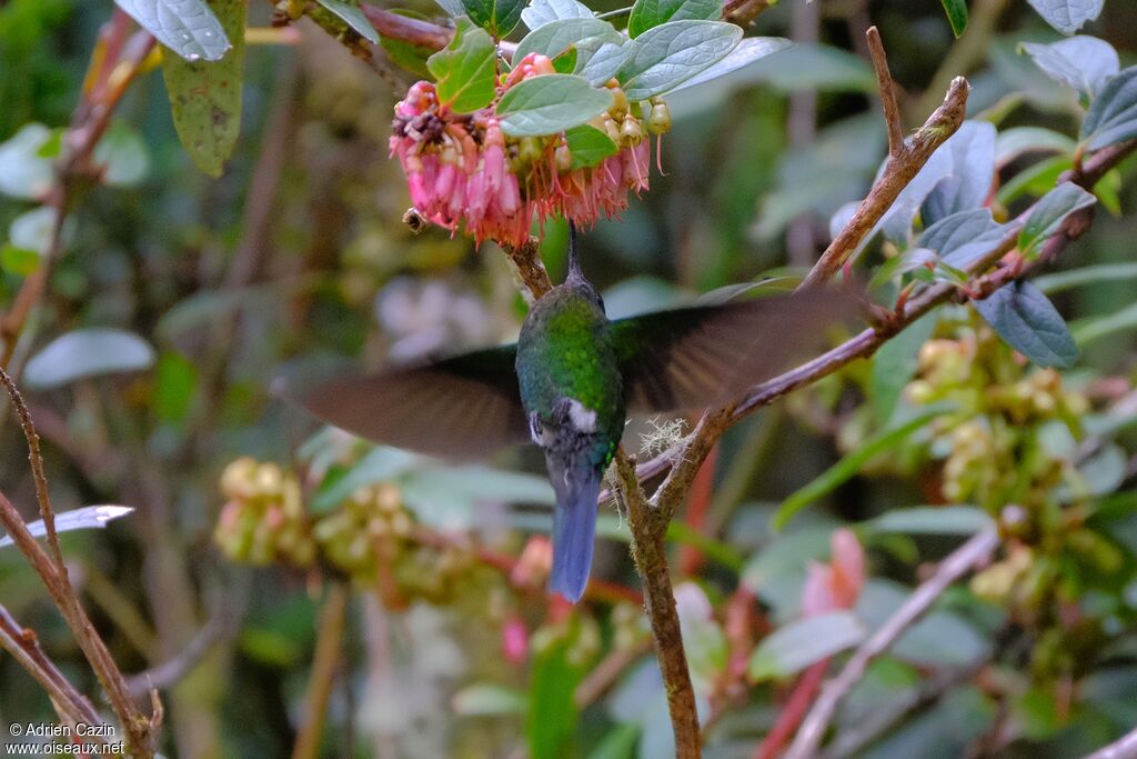 Golden-breasted Puffleg