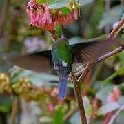 Golden-breasted Puffleg
