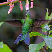 Golden-breasted Puffleg