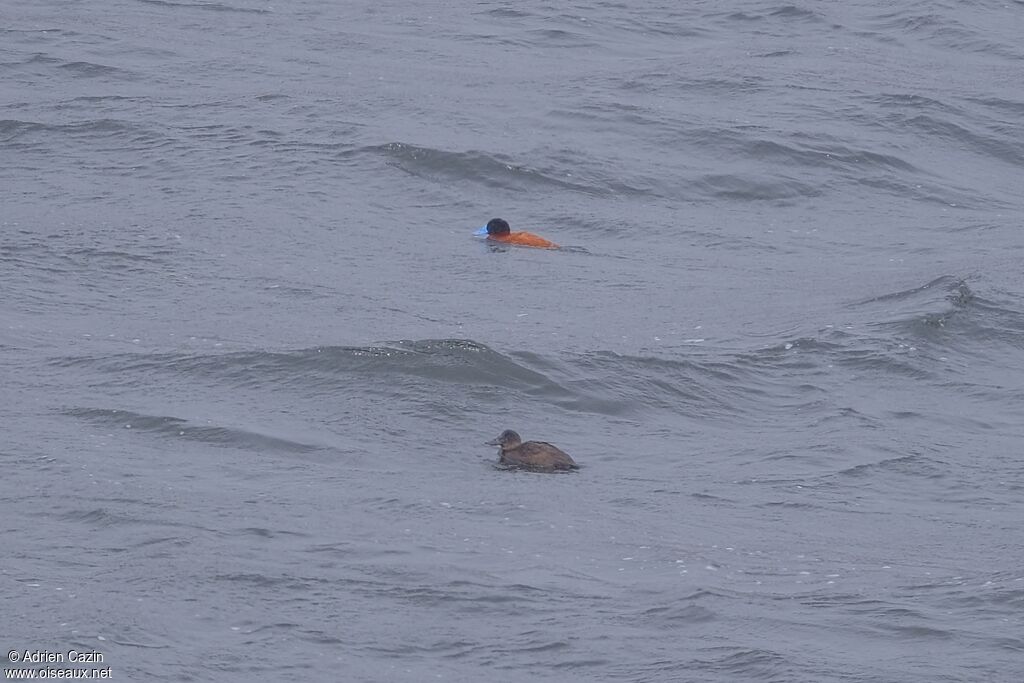 Andean Duckadult