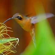 Grey-chinned Hermit