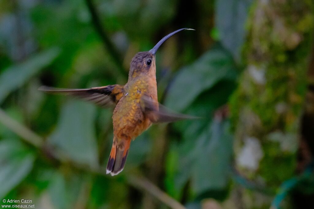 Bronzy Hermitadult, Flight