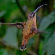 Bronzy Hermit