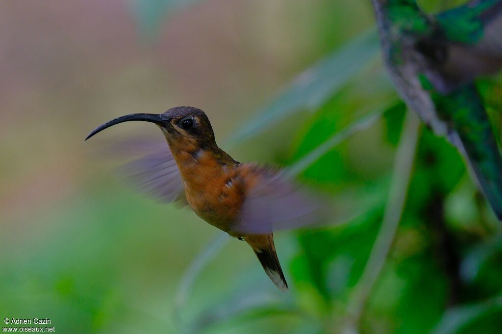 Bronzy Hermitadult, Flight