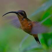 Bronzy Hermit