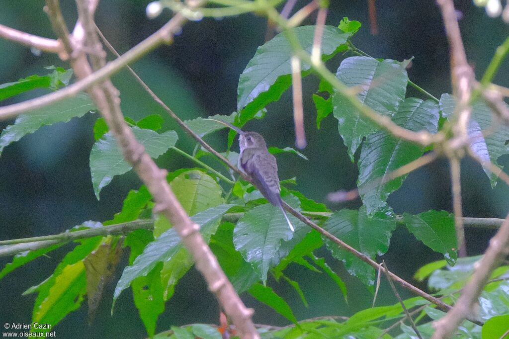 White-bearded Hermitadult