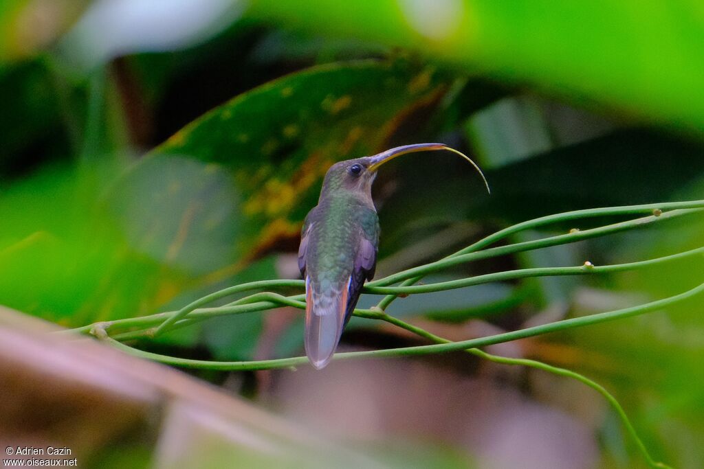 Rufous-breasted Hermit
