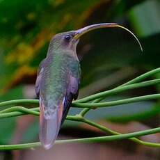 Ermite hirsute