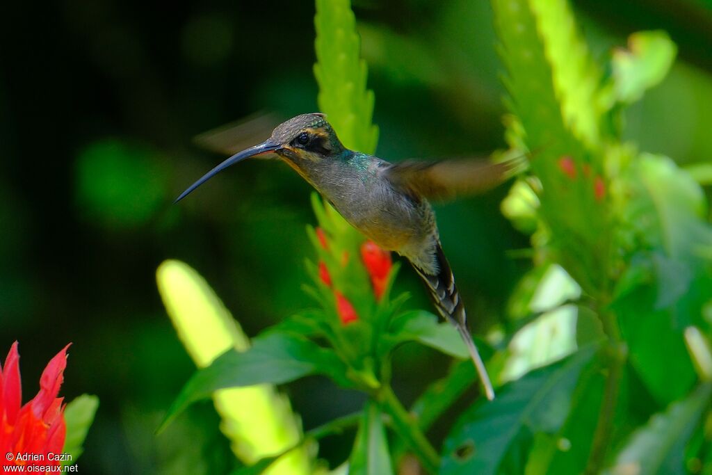 Green Hermit female adult, Flight