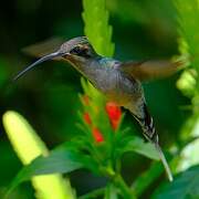 Green Hermit