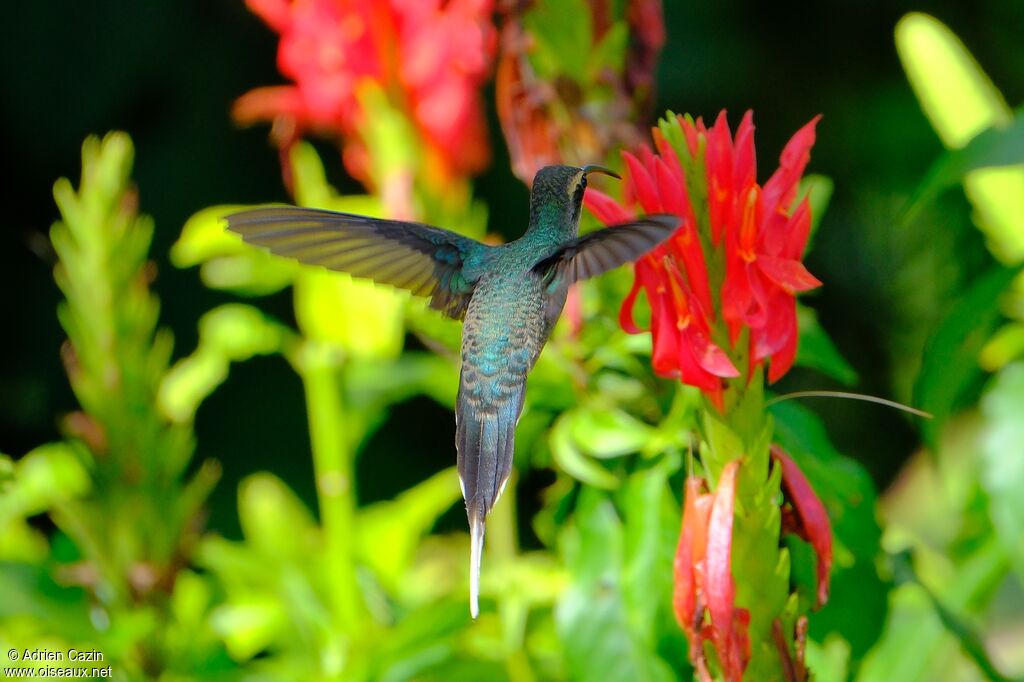 Green Hermit female adult