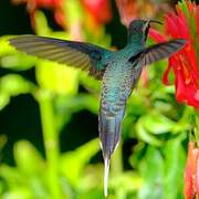Green Hermit
