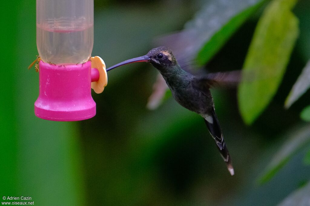 White-whiskered Hermitadult, eats