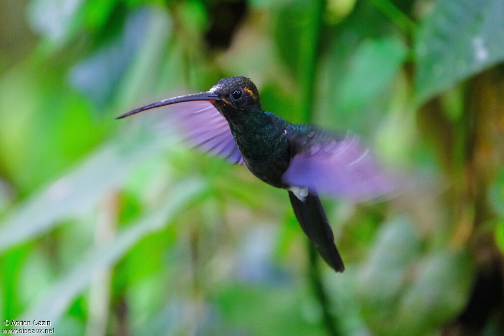 White-whiskered Hermitadult, Flight