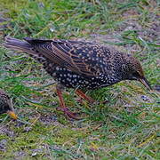 Common Starling