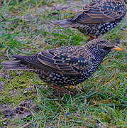 Common Starling