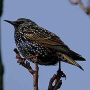 Common Starling