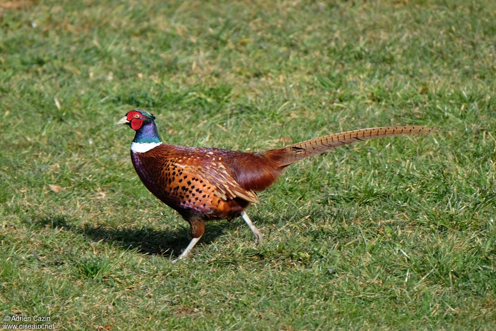 Common Pheasant male adult, walking