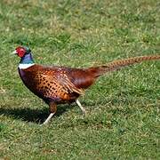 Common Pheasant