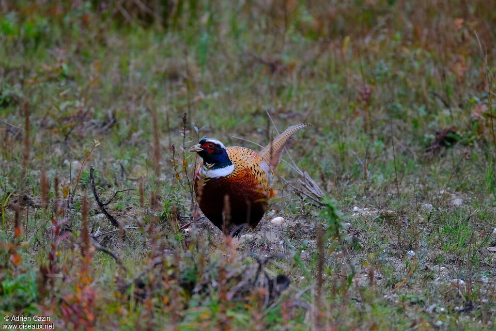 Common Pheasant male adult