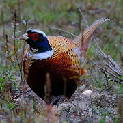 Common Pheasant