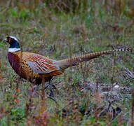 Common Pheasant