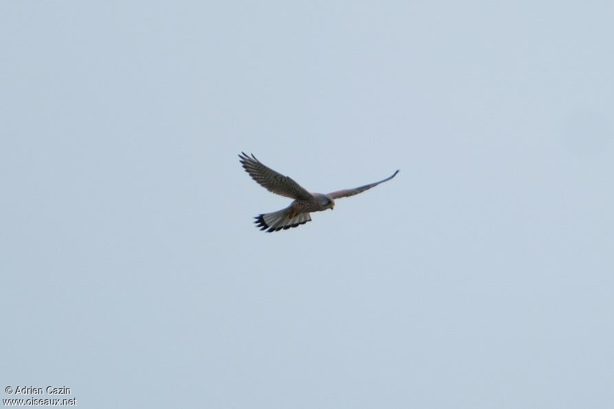 Common Kestrel