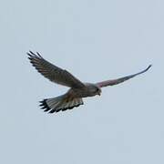 Common Kestrel