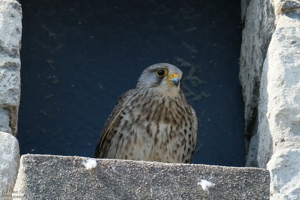 Common Kestrel