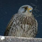 Common Kestrel