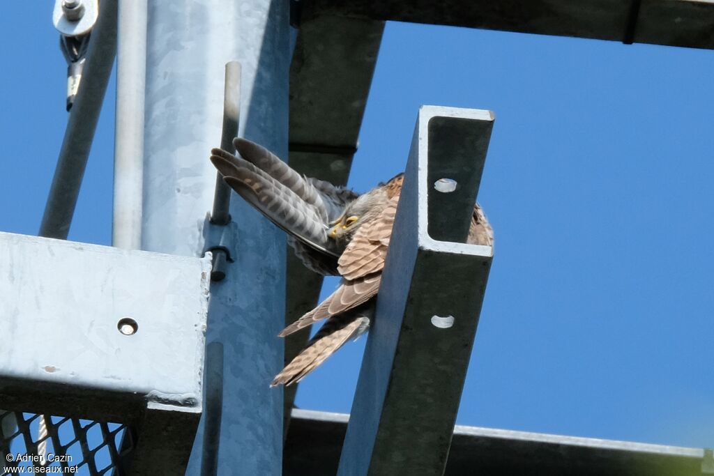 Common Kestrel, care