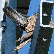 Common Kestrel