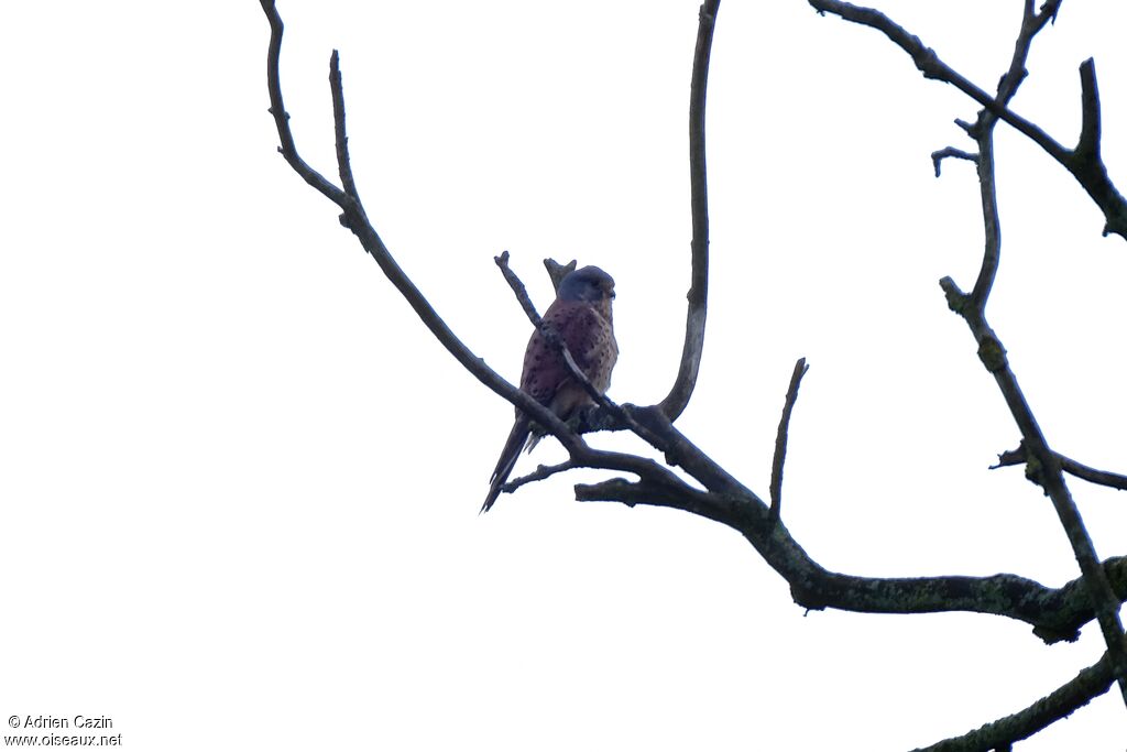 Common Kestrel male adult breeding