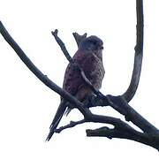 Common Kestrel