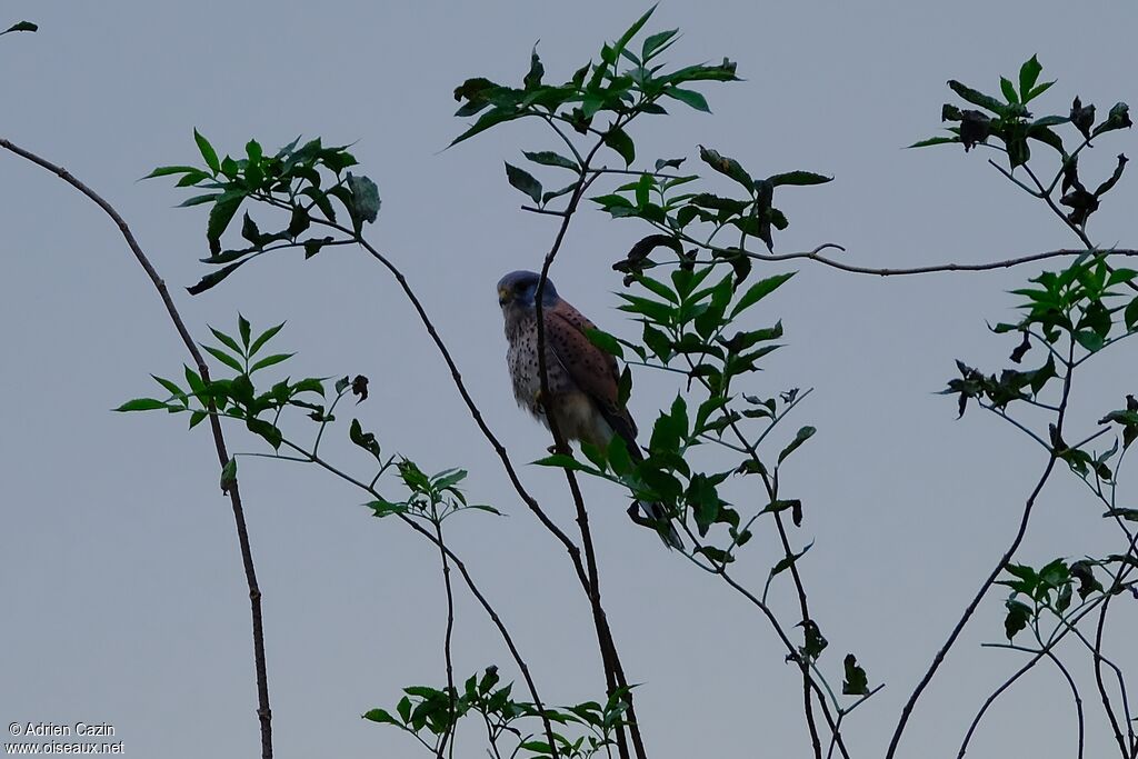 Common Kestrel male adult breeding