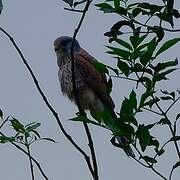 Common Kestrel