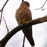 Common Kestrel