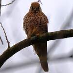 Faucon crécerelle