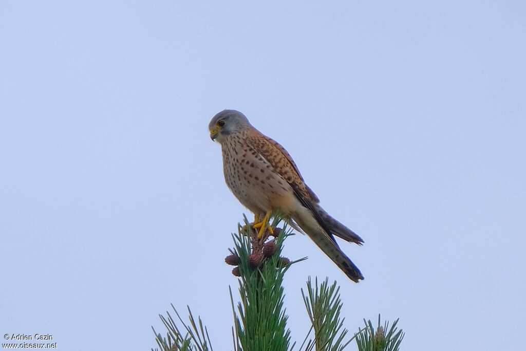 Faucon crécerelle mâle adulte, identification