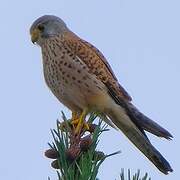 Common Kestrel