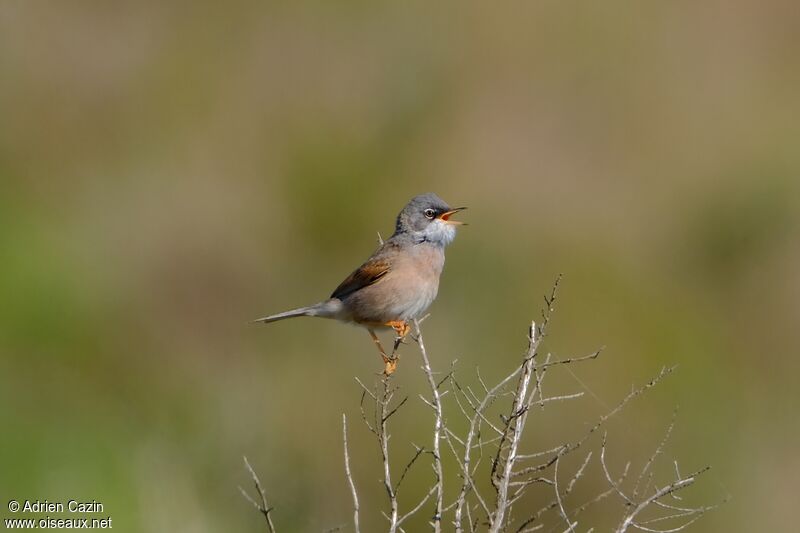 Spectacled Warbler male adult, song