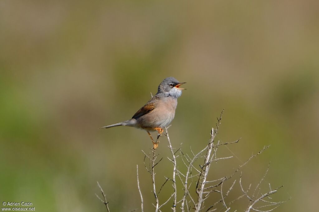 Spectacled Warbler male adult, song