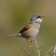 Spectacled Warbler