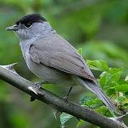 Eurasian Blackcap