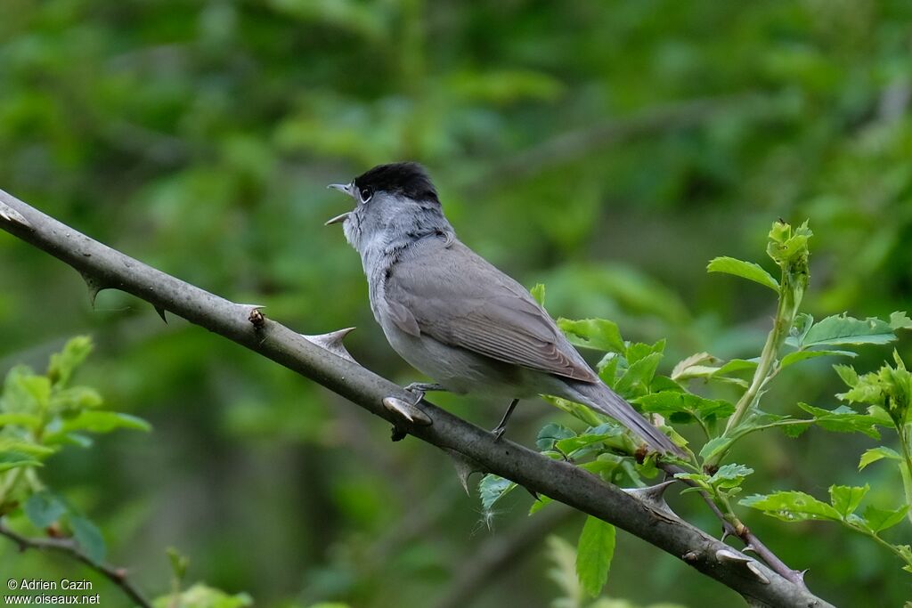 Eurasian Blackcap male adult, song