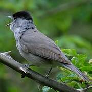 Eurasian Blackcap