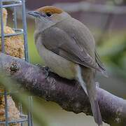 Eurasian Blackcap
